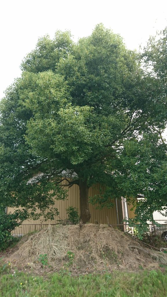 クスノキ　伐採