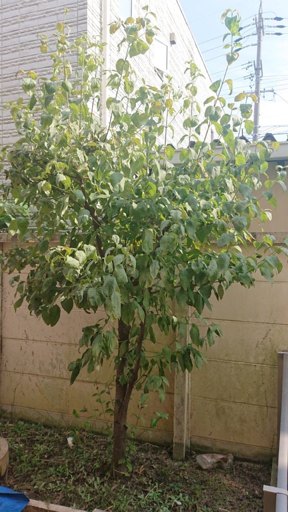 ハナミズキ 剪定