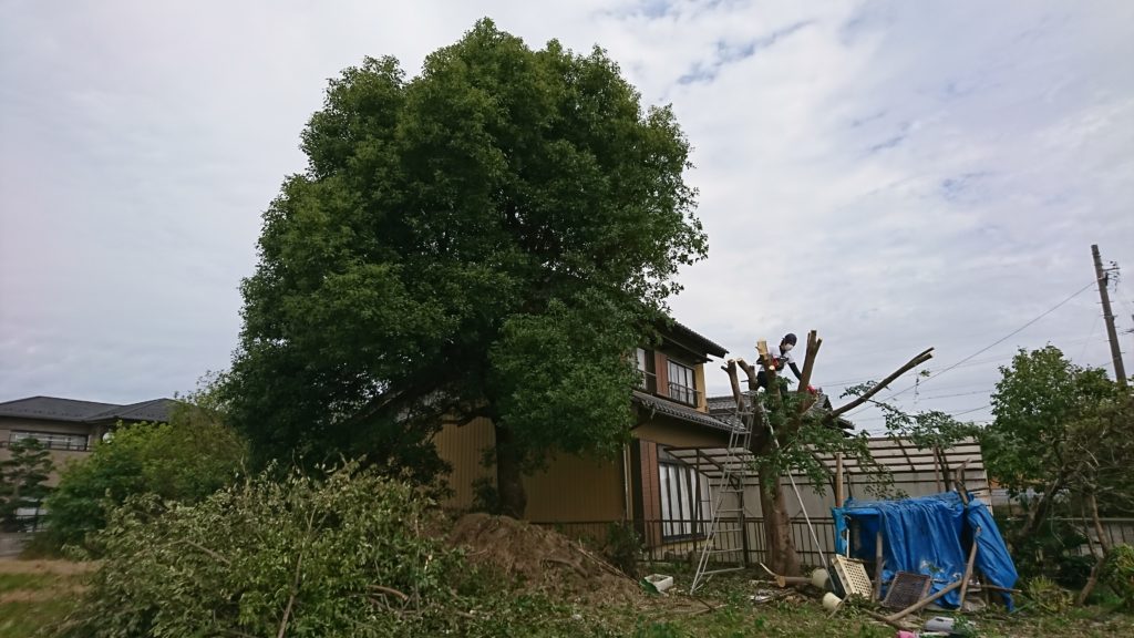 若手庭師　伐採　紅葉園