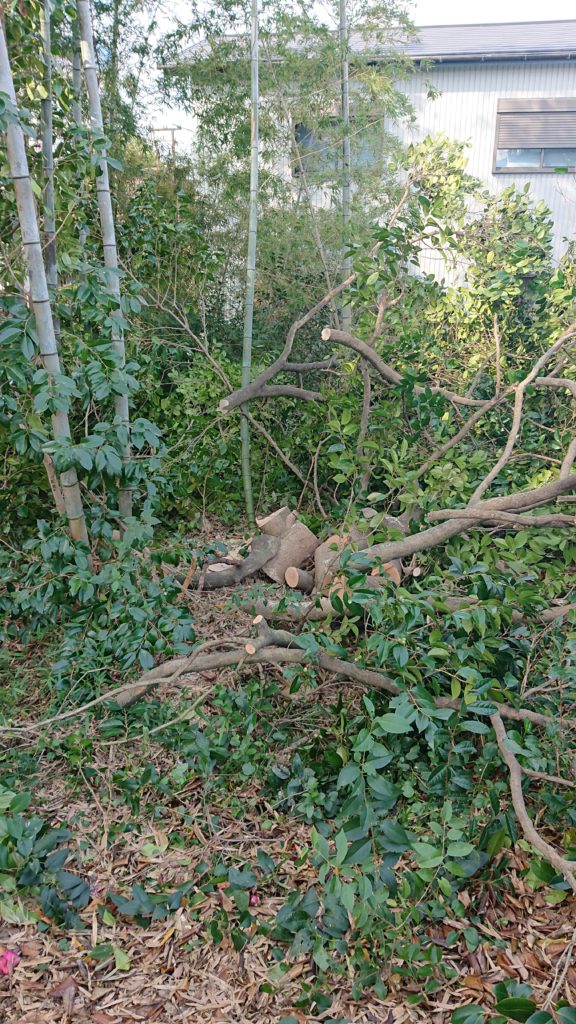 ツバキ　伐採