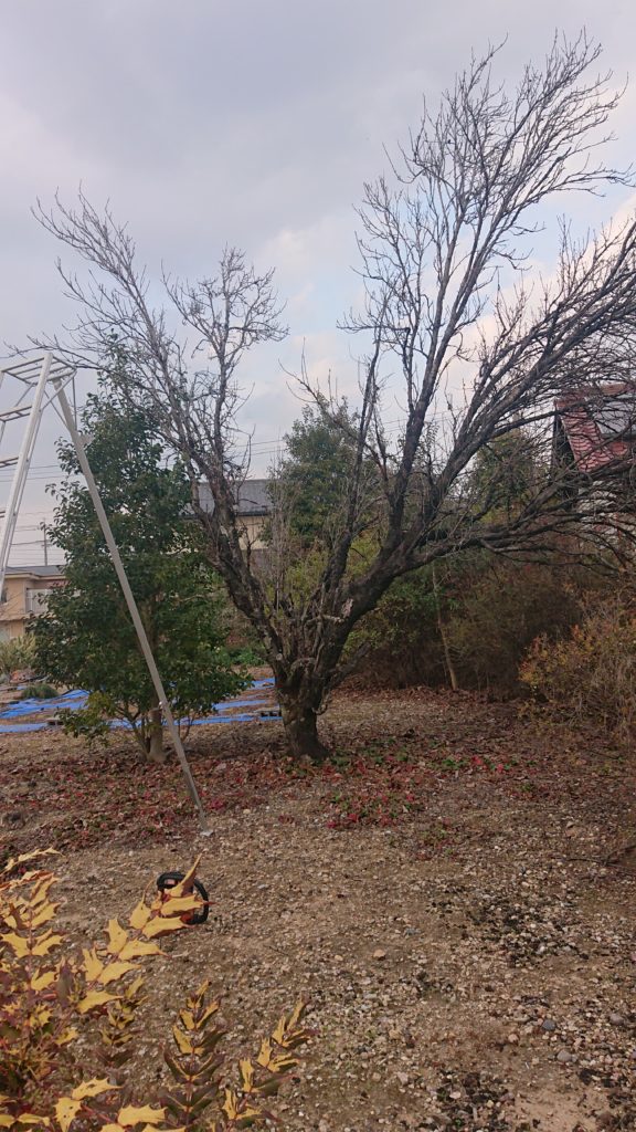 ハナモモ　枯れ木