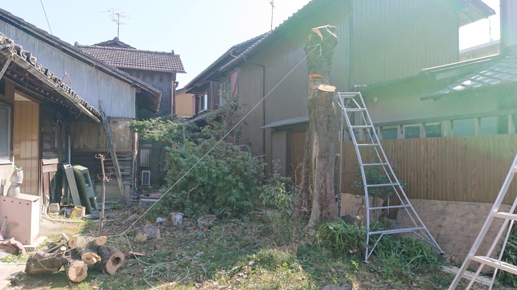 ムクノキ　伐採