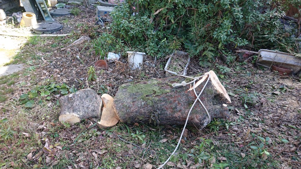 太い幹　ムクのき