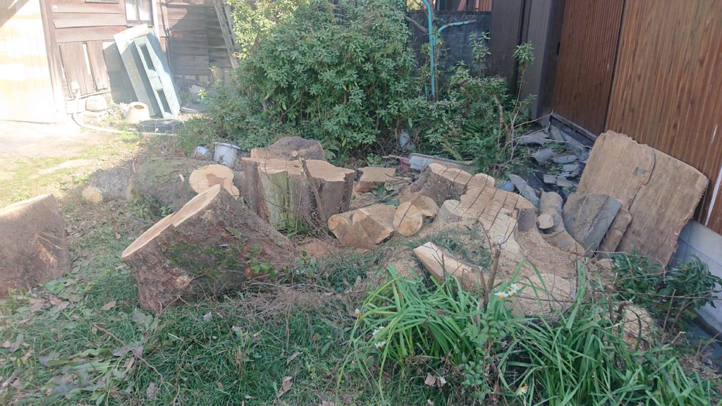 ムクノキ　伐採