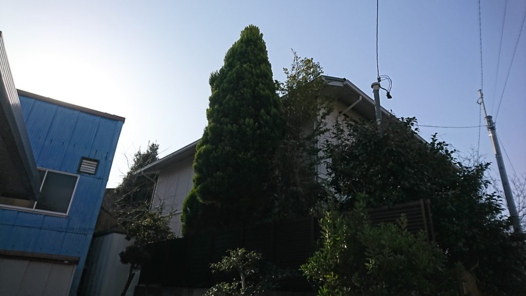 コニファー　ゴールドクレスト　伐採