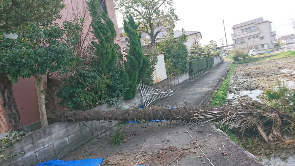 シュロ 伐採 紅葉園