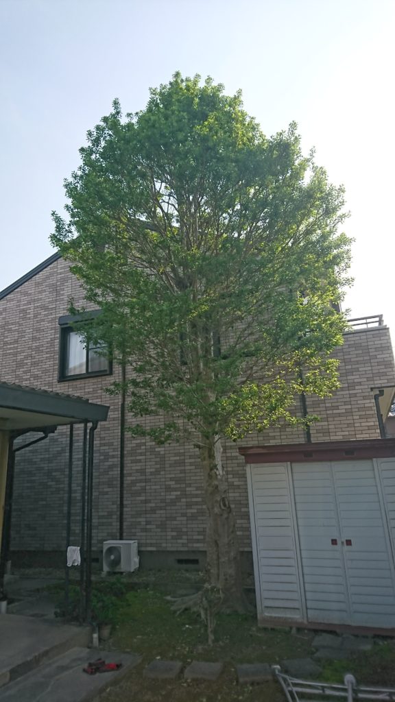 モチの木　伐採　紅葉園