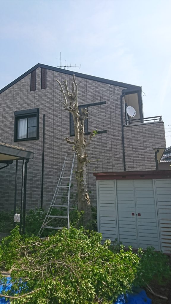 モチの木　伐採　紅葉園