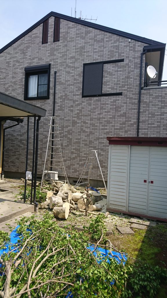 モチの木　伐採　紅葉園