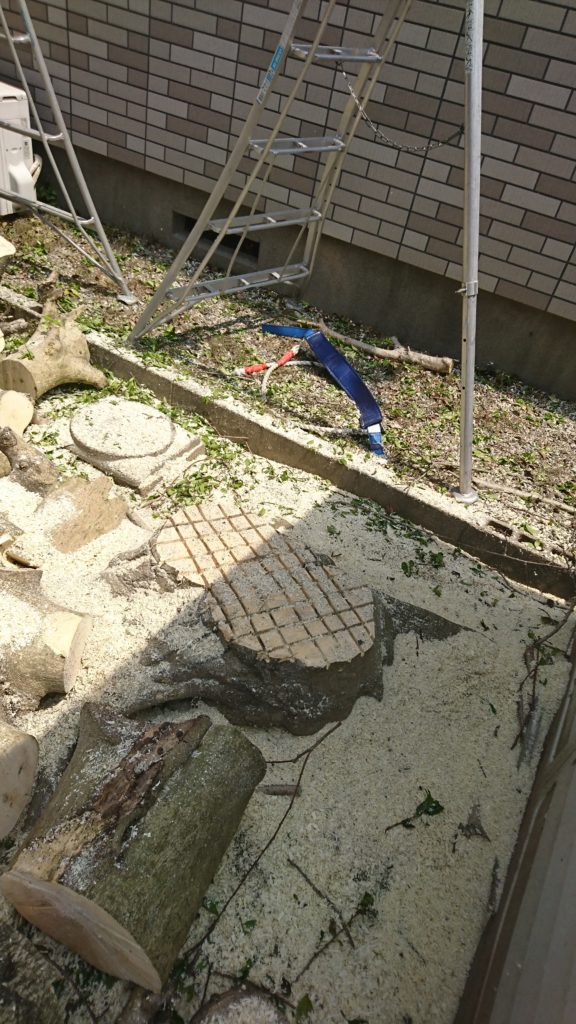 モチの木　伐採　紅葉園