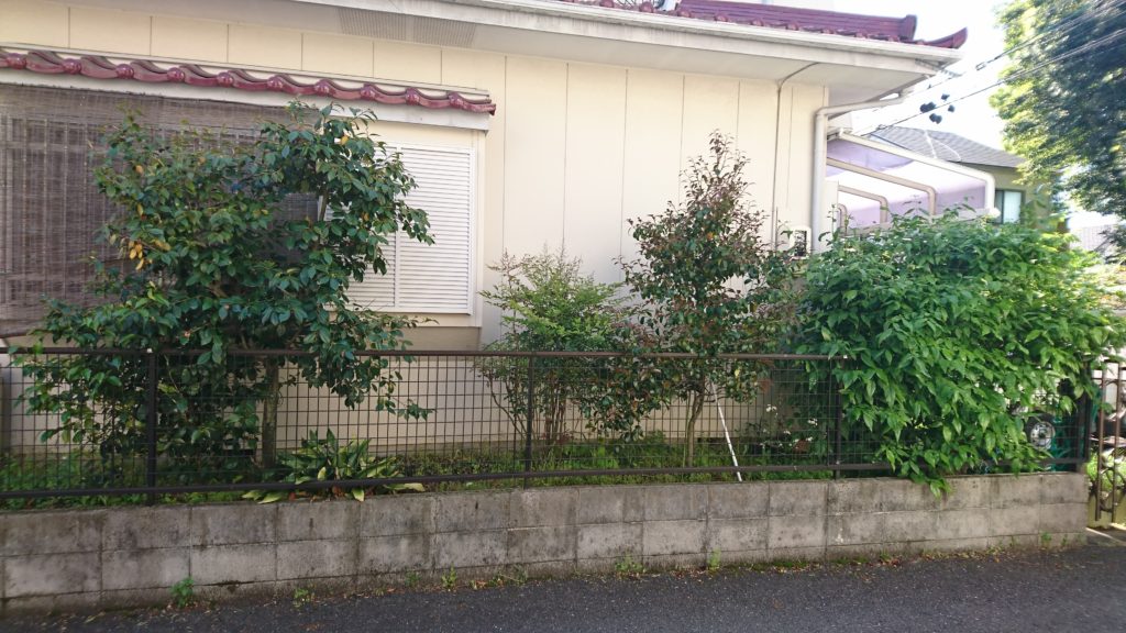 ツバキ 剪定 紅葉園