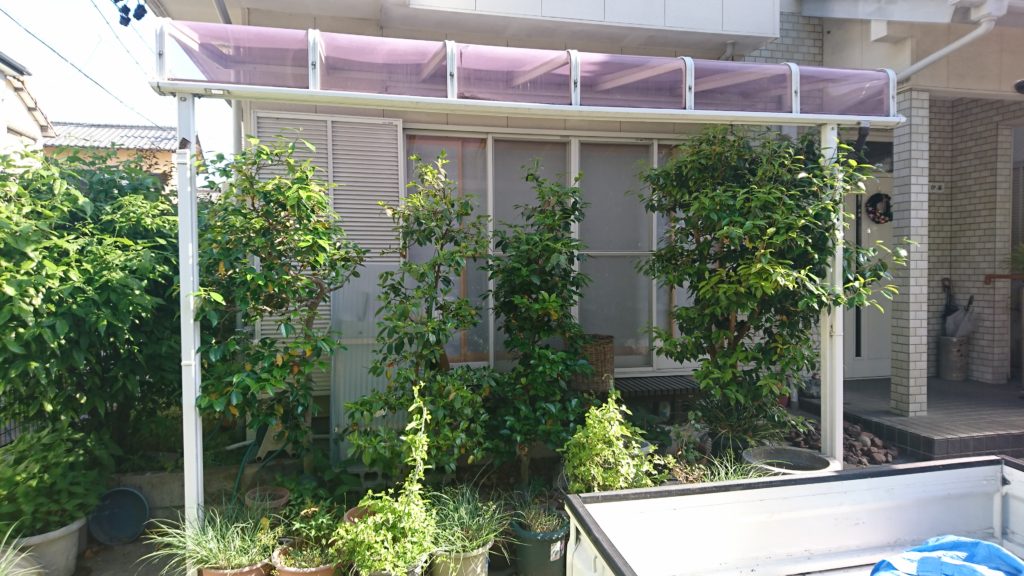 ツバキ 剪定 紅葉園