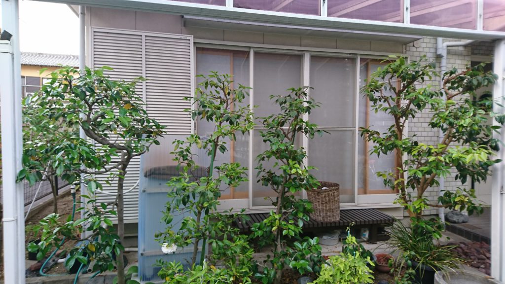 ツバキ 剪定 消毒 紅葉園