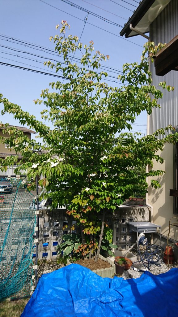 ハナミズキ 剪定