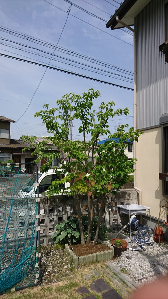 ハナミズキ 剪定