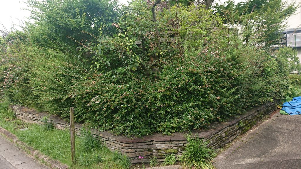 アベリア 垣根 苅込