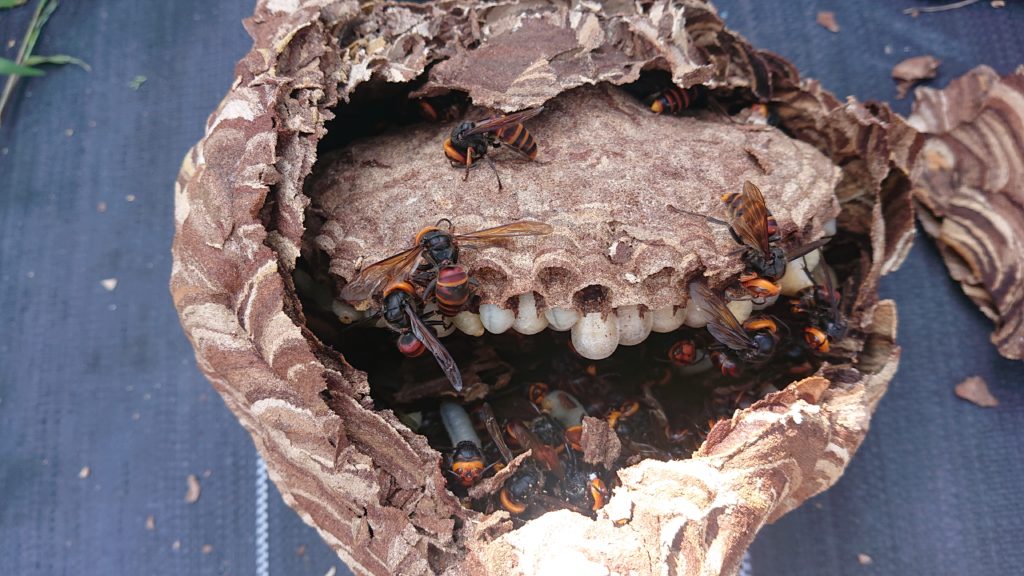 ハチの巣 スズメバチ 駆除