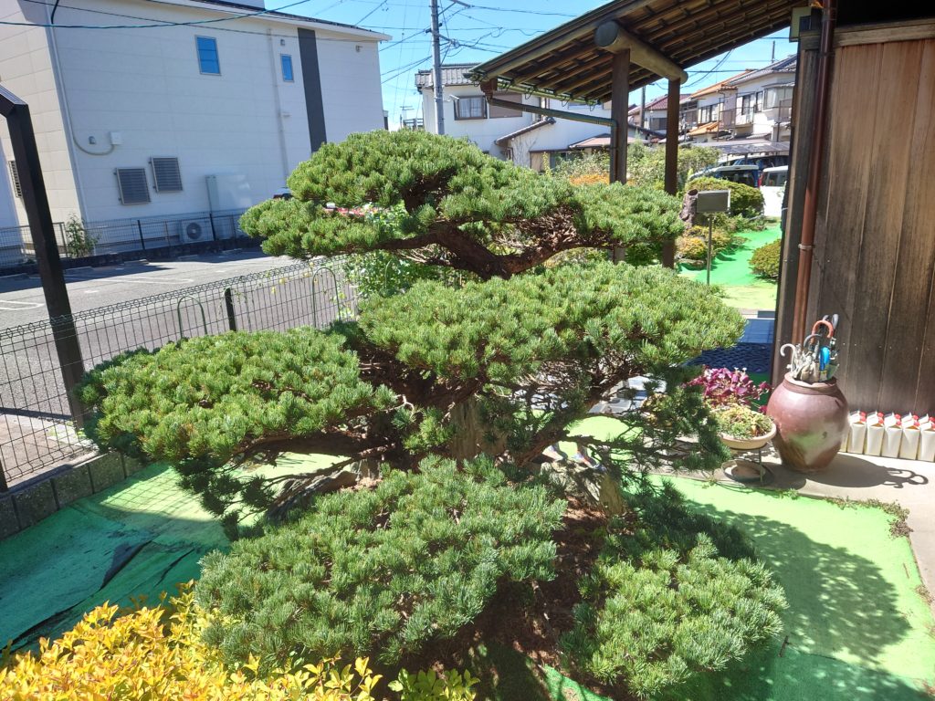 五葉松　剪定　一宮　名古屋　江南　稲沢　春日井　北名古屋　尾張旭　小牧