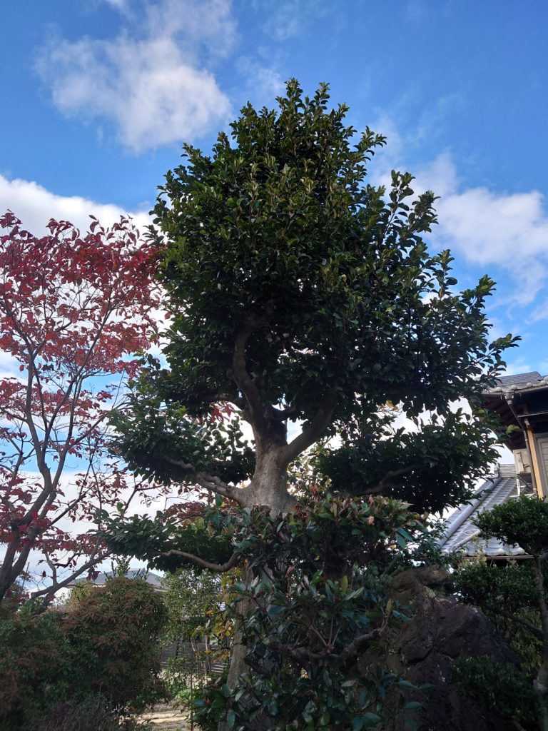 モチの木
フクラ