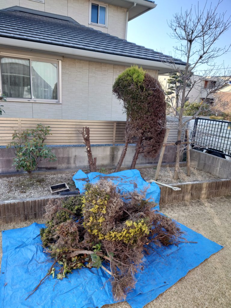 コニファー抜根