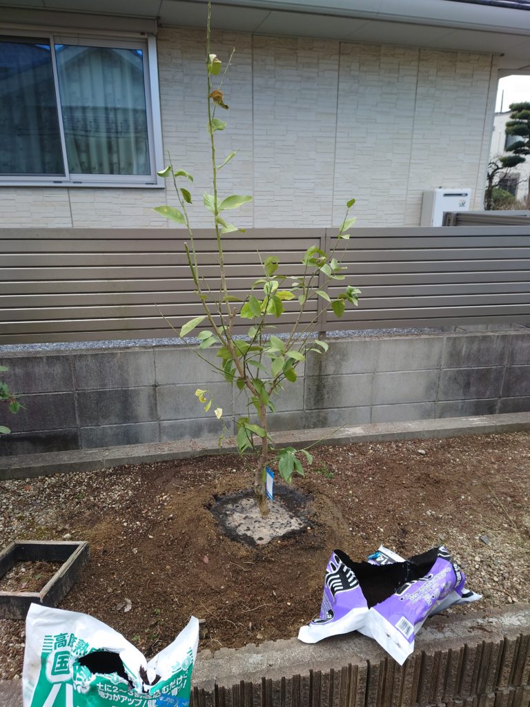 レモン植栽