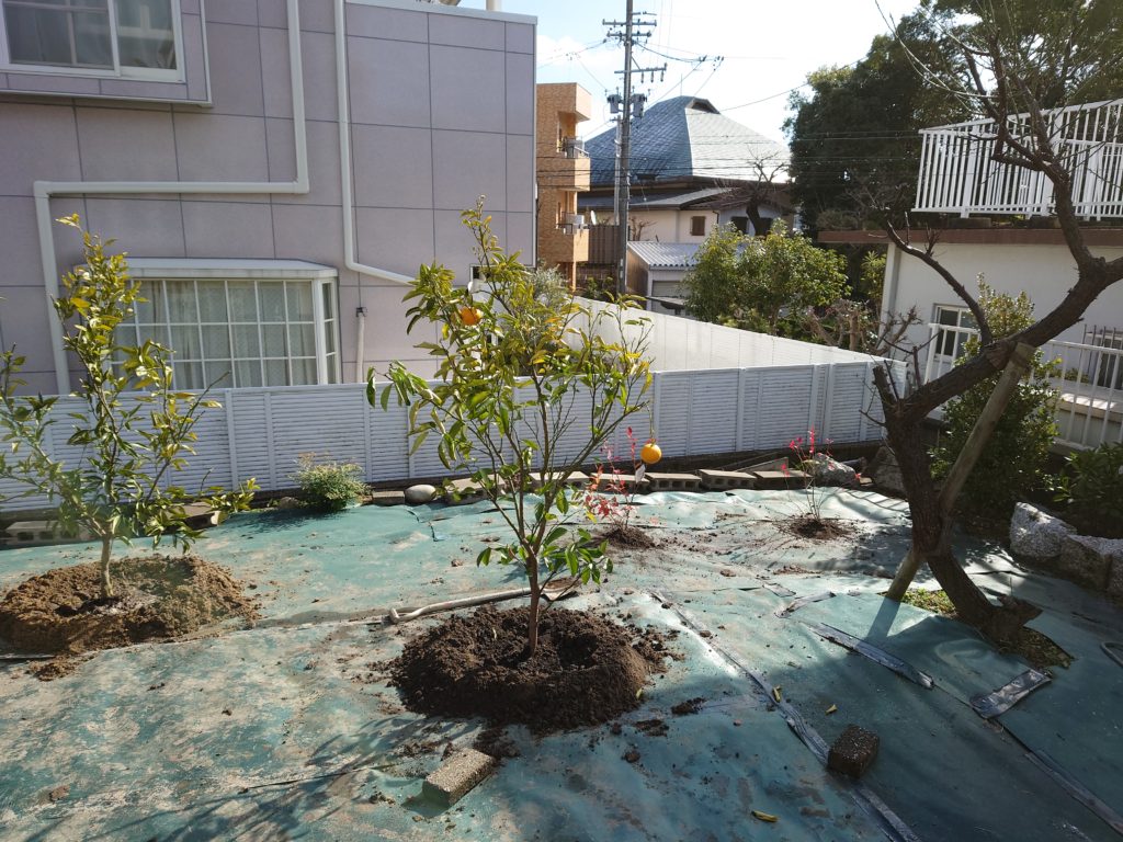 はっさく　みかん　ブルーベリー