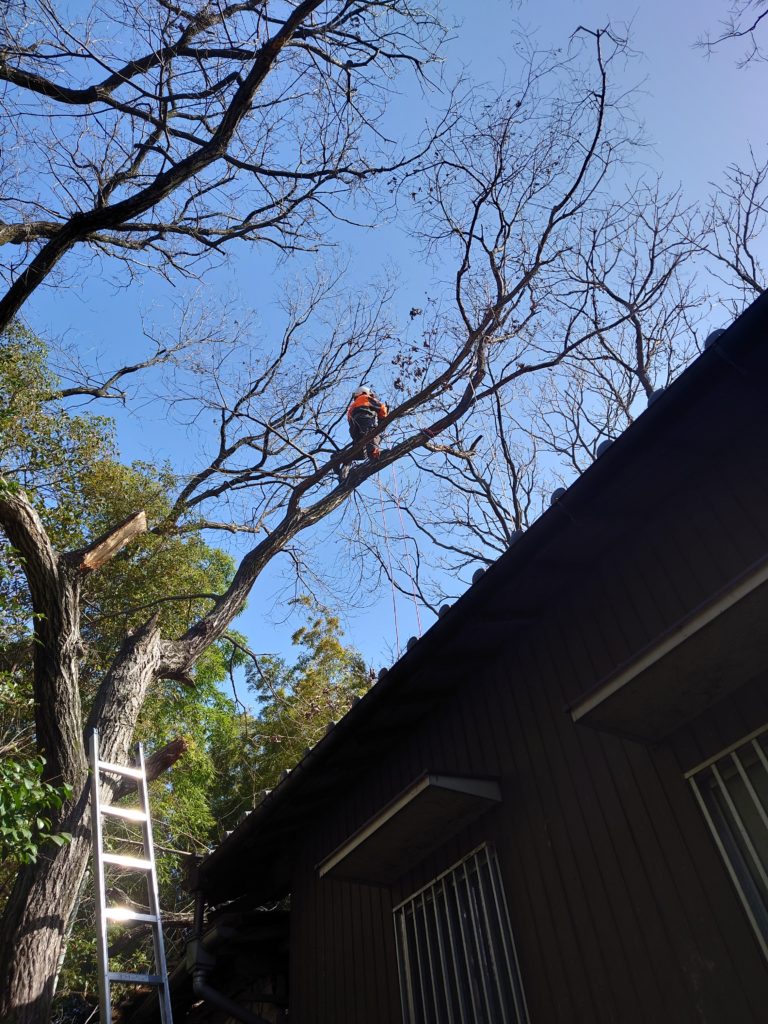 高木特殊伐採　高所作業車が入れない