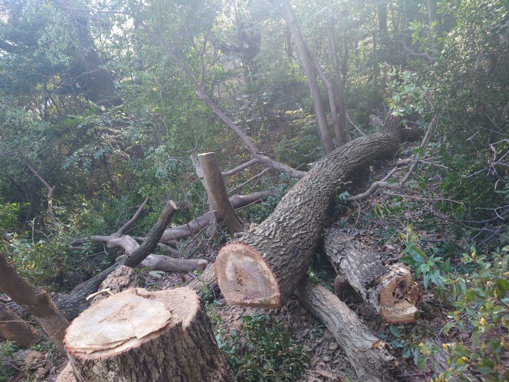 高木特殊伐採　高所作業車が入れない