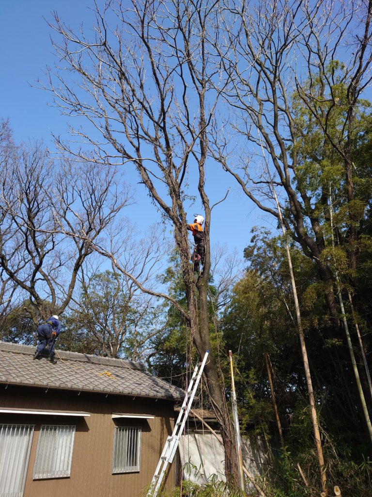 高木特殊伐採　高所作業車が入れない