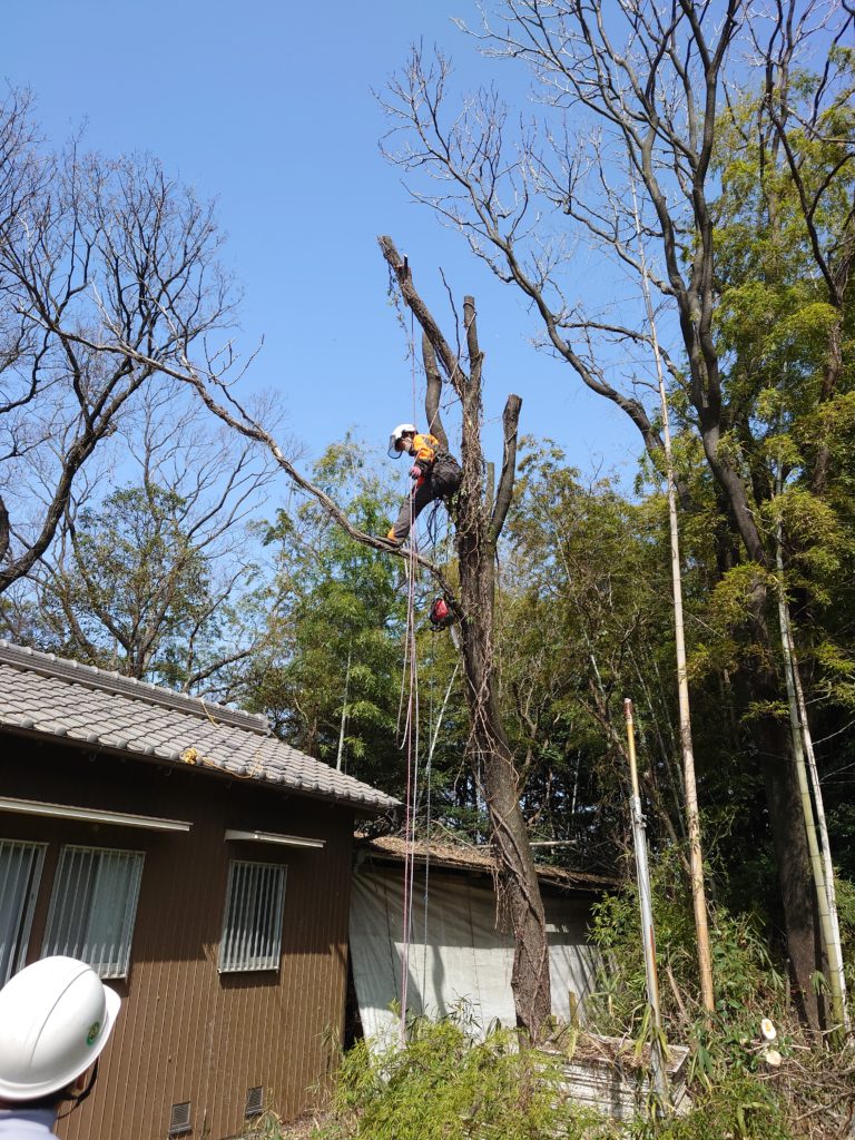 高木特殊伐採　高所作業車が入れない