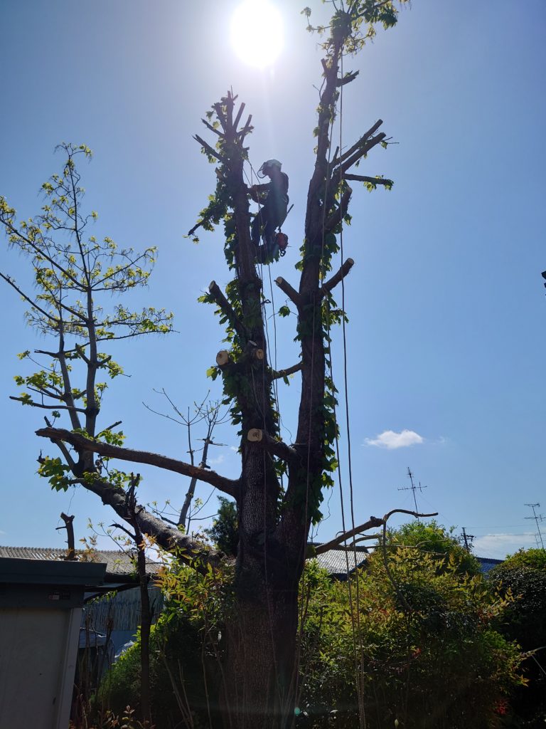 せんだん　伐採