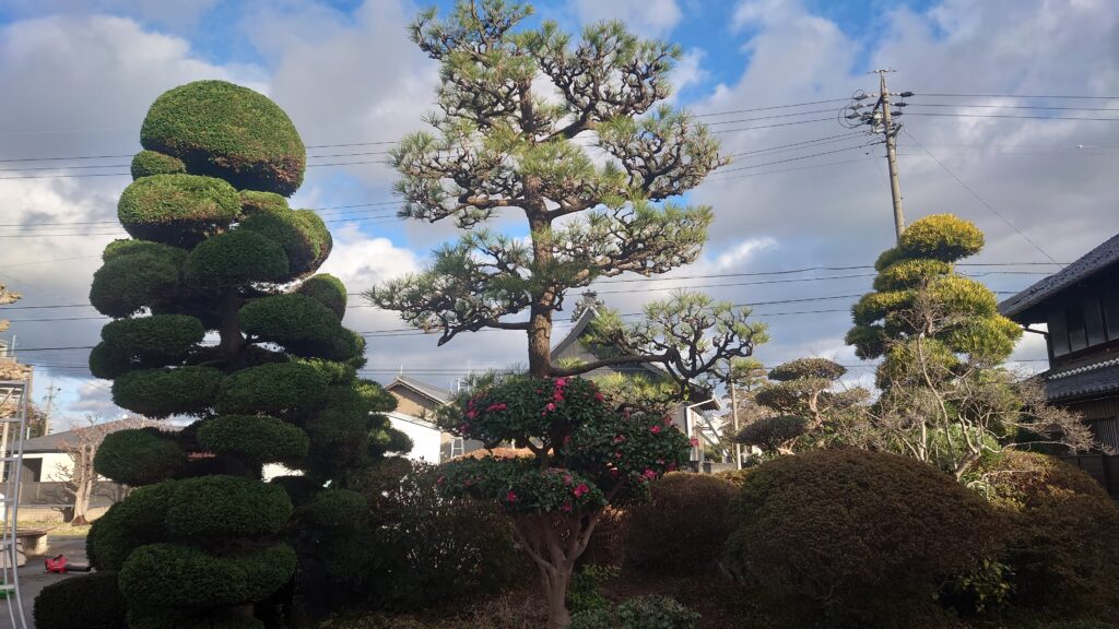剪定　一宮　松